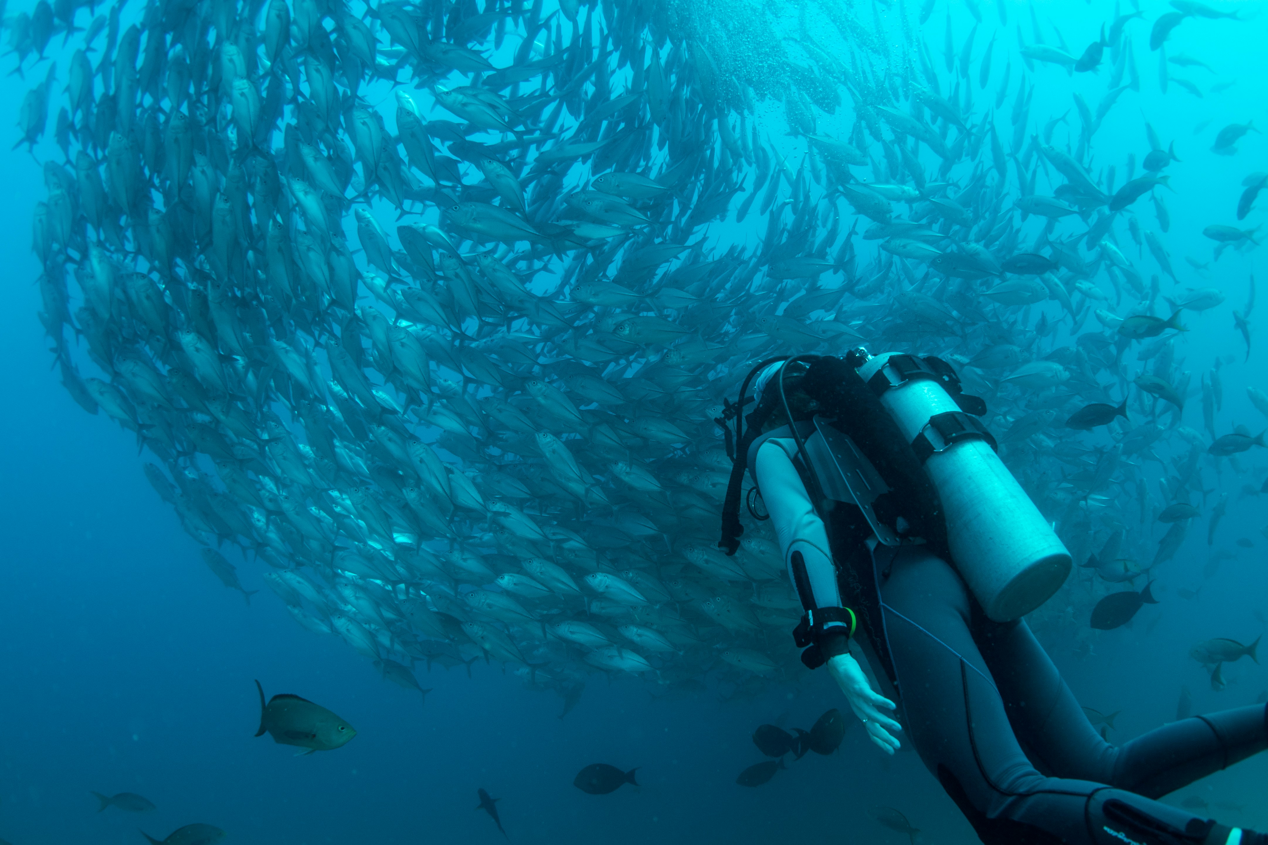 Scuba